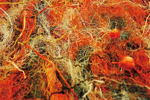 《生根、开花、结果》局部图